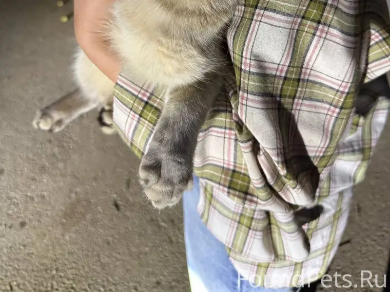 Найдена вислоухая кошка, Екатеринбург, Виз
