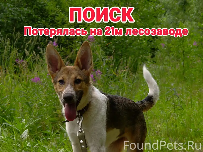 Пропала собака Хлоя, Маймакса