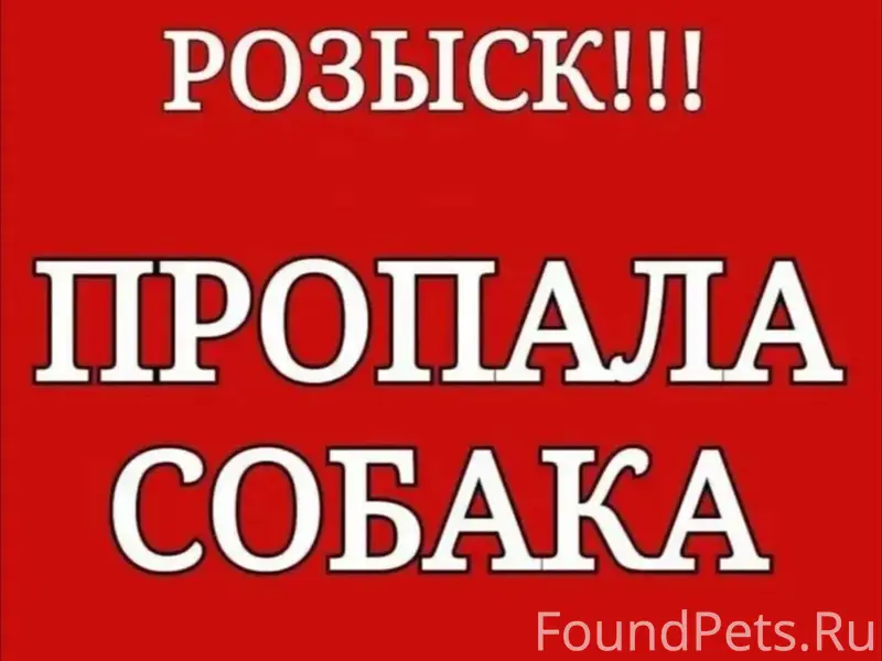 Пропал чихуахуа Гудвин, Переборы