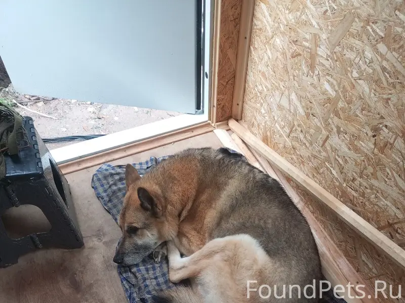 Пропал Мухтар, Толмачёво 3