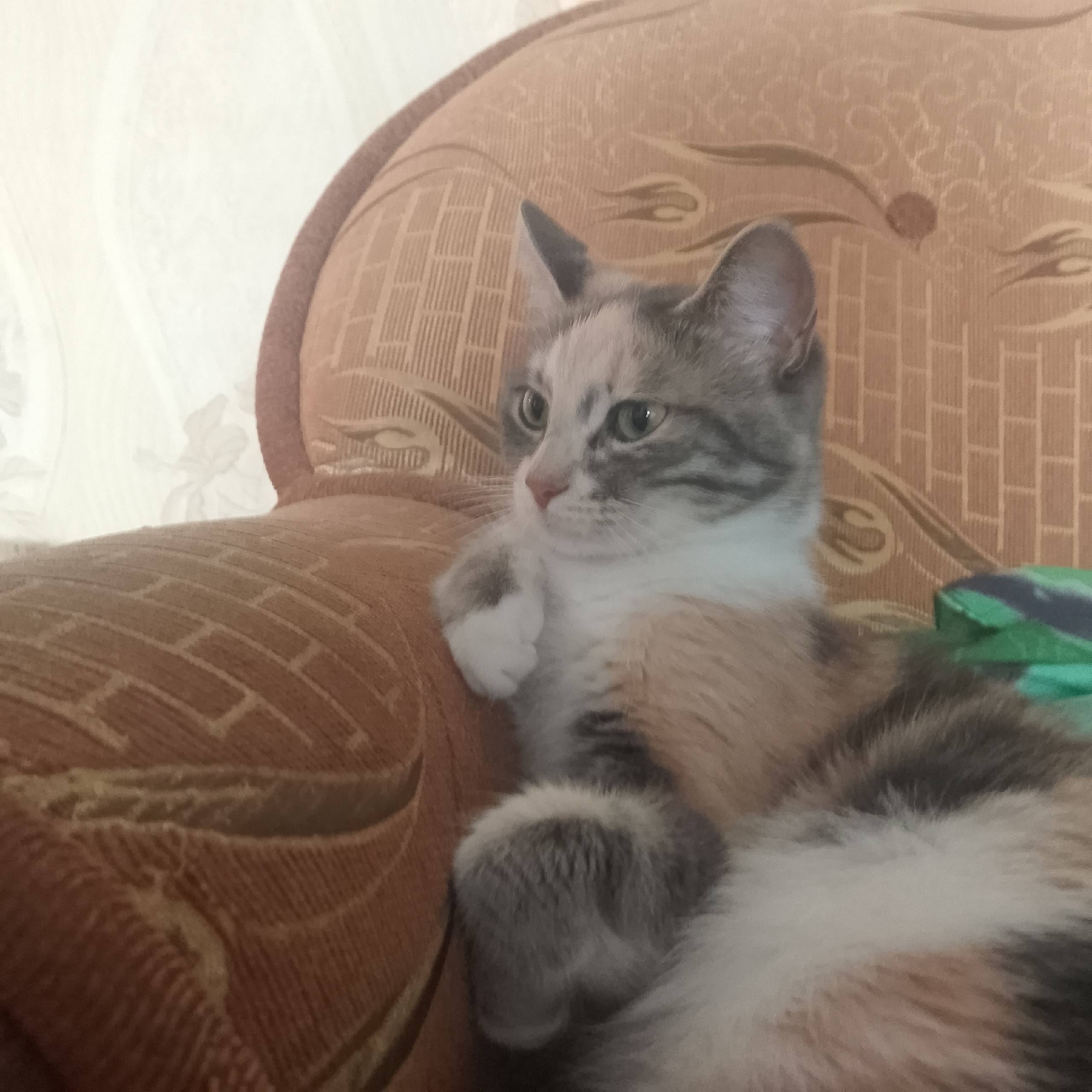 Пропала кошка, Каолиновый