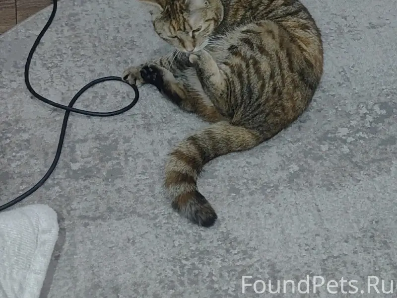 Пропала кошка Саша, Хотунок