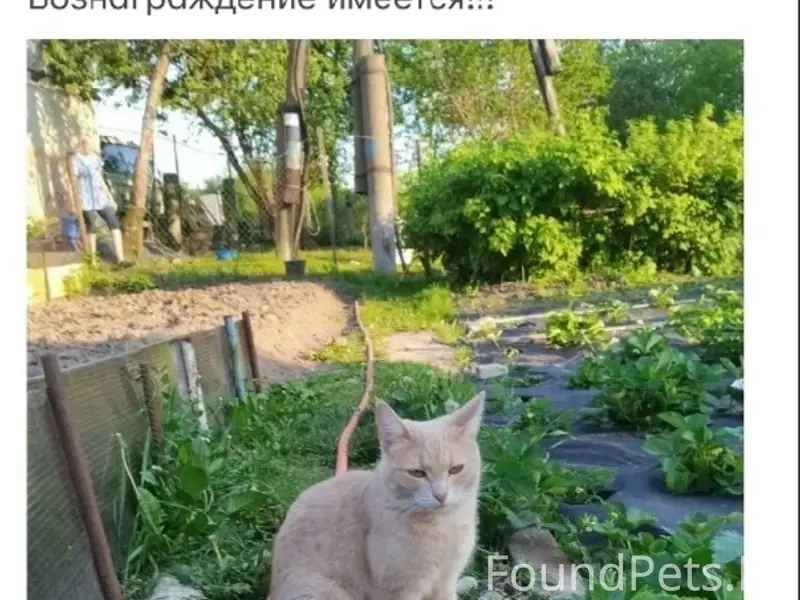 Пропала кошка