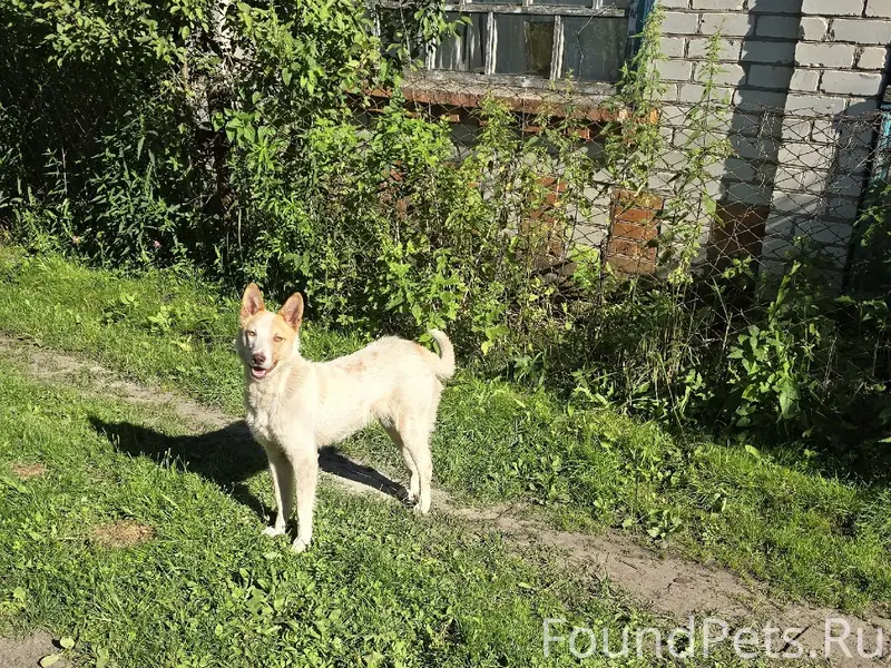 Найден кобель, СНТ Жуковец