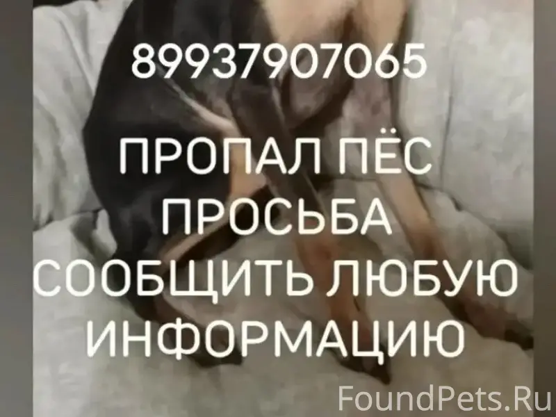 Пропал Той-терьер (мини), улица Пушкина