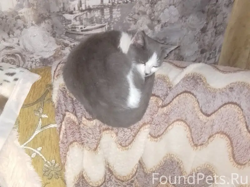 Пропал кот Кузя, район Базевского кладбища