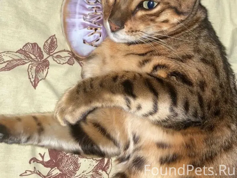 Пропал кот, поселок Металлургов