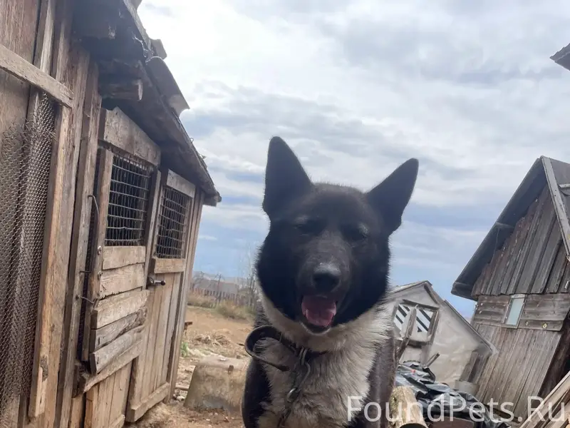 Пропал пёс Бим, есть цепочка
