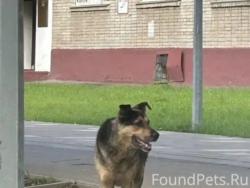 Пропал пёс Тарзан, база