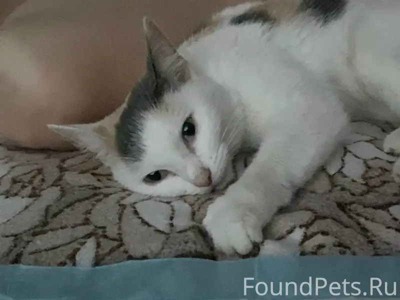 Найдена трёхцветная кошка, Вокзальная, 47