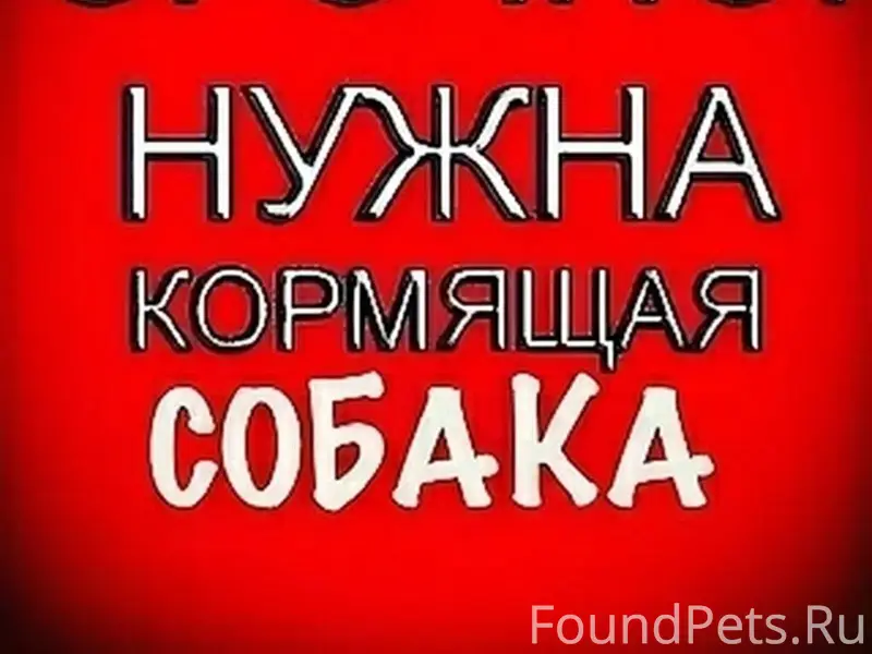 Найденны два щенка, Калуга