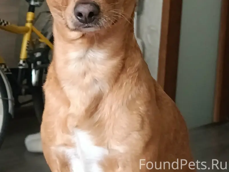 Пропал пёс Ёся