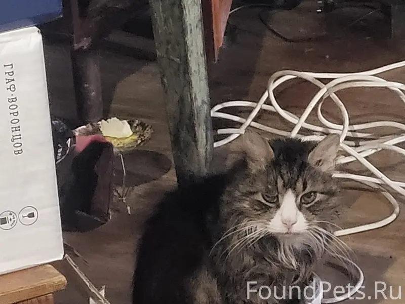 Пропал кот