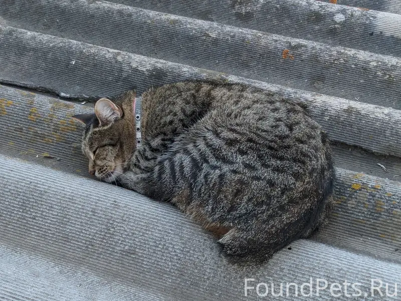 Пропала кошка, район Запани