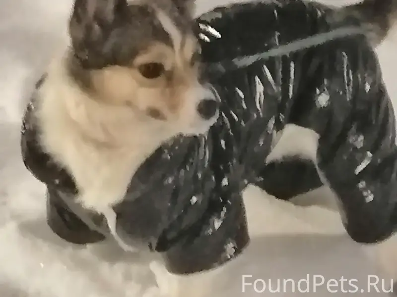 Пропала собака. 