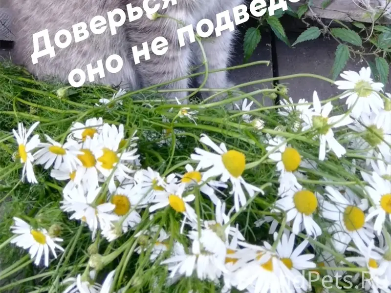 Пропал кот Кузя, Советский проспект