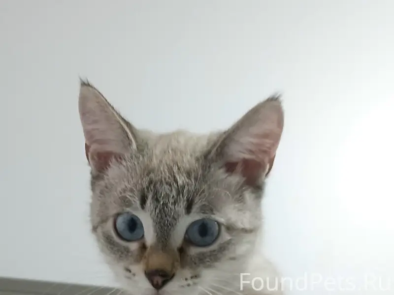 Пропала кошка, район Сомбатхей