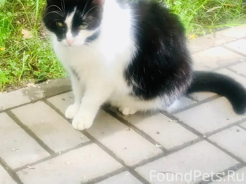 Пропала кошка, Минск