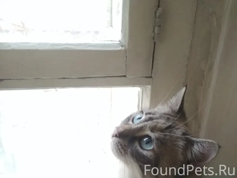 Пропала кошка Кошь, Симферополь