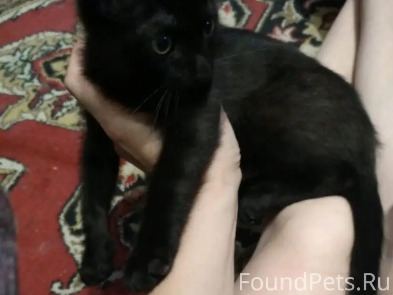 Пропал черный котенок, Дегтярск