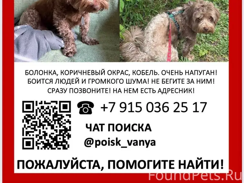 Пропал пёс, коричневый, Солнечногорск