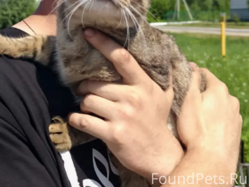 Пропала вислоухая кошка Ася, станица Саратовская