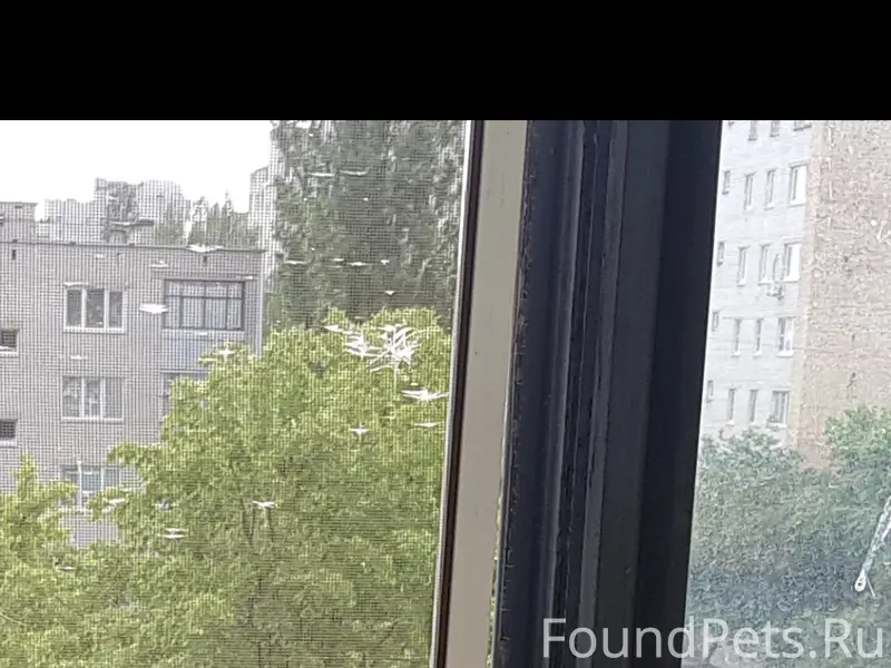 Помогите найти кота