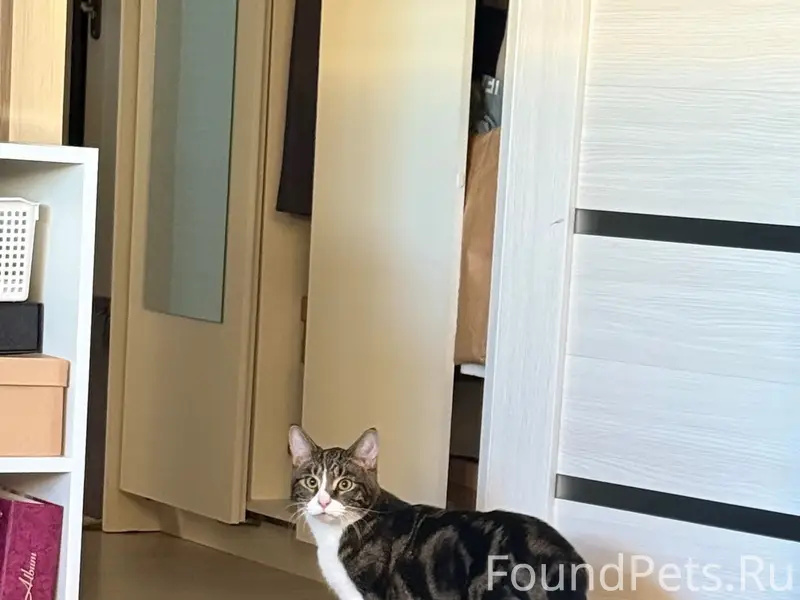 Пропал кот Басик, Шангалы