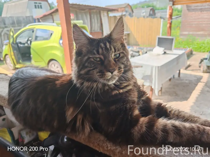 Пропала кошка, Железногорск