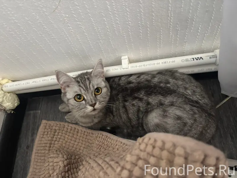 Найдена кошка, район Крокуса