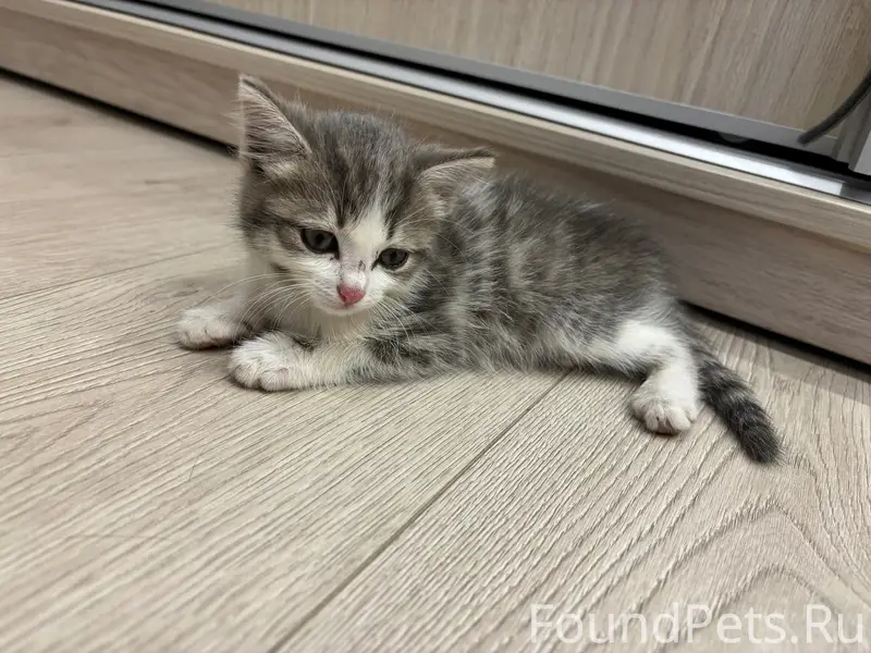 Найден котёнок-мальчик, дача