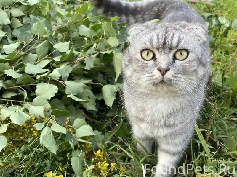 Пропал кот Мартин, микрорайон Полянка
