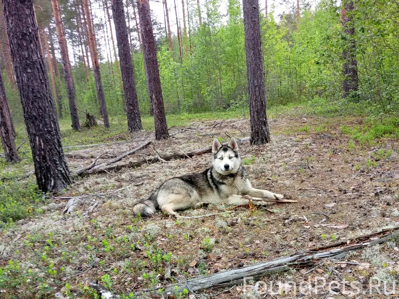 Пропала хаски, свяжитесь по номеру 89021965378