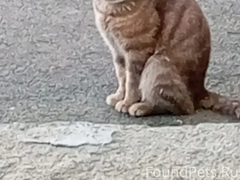 Пропал кот, район кафе Халяль