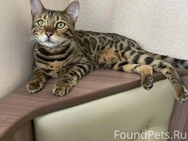 Пропала бенгальская кошка Кесси, 10 микрорайон