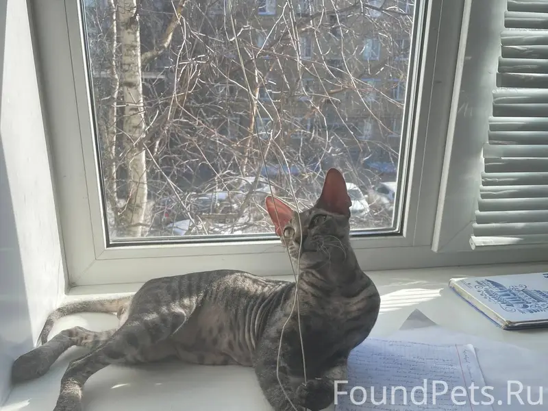 Пропал короткошёрстный кот, Сосногорск
