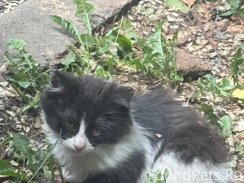 Пропали котята, Дедовск, ул. Главная 2