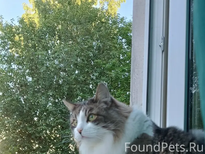Пропал кот Тоша