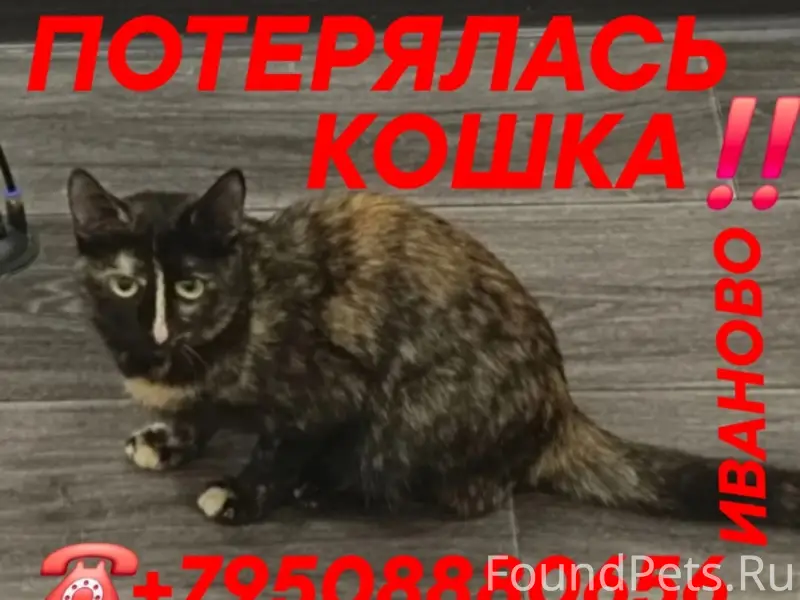 Пропала кошка, Иваново, пр. Строителей