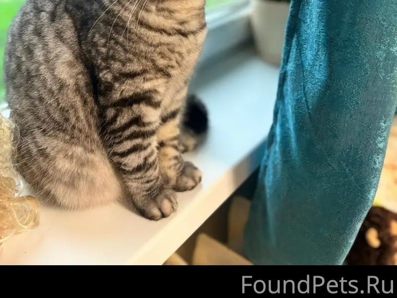 Пропал кот Космос, улица Яна Фабрициуса