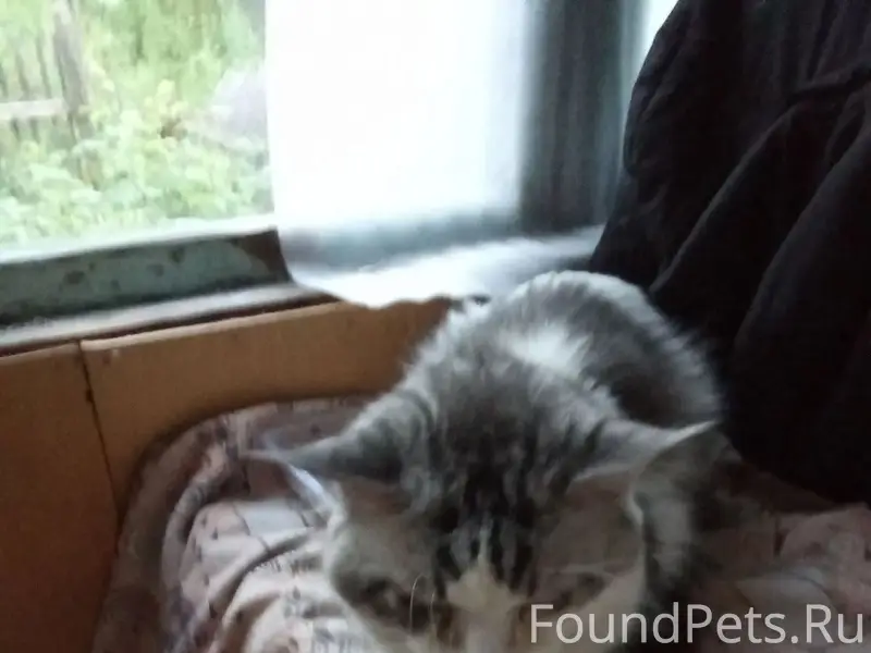 Найден кот, район Восточки