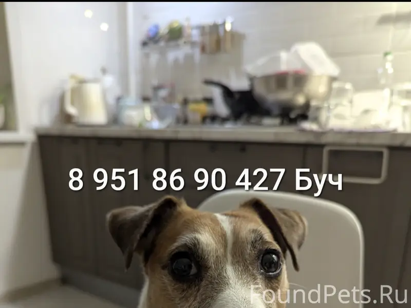 Пропал джек рассел Буч