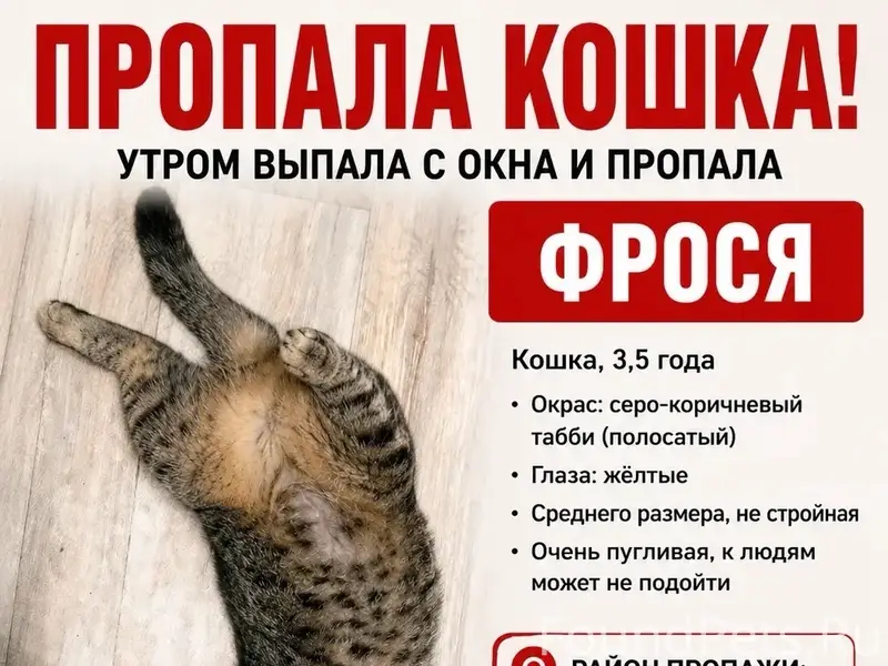 Пропала кошка, ул. Олимпийская 22