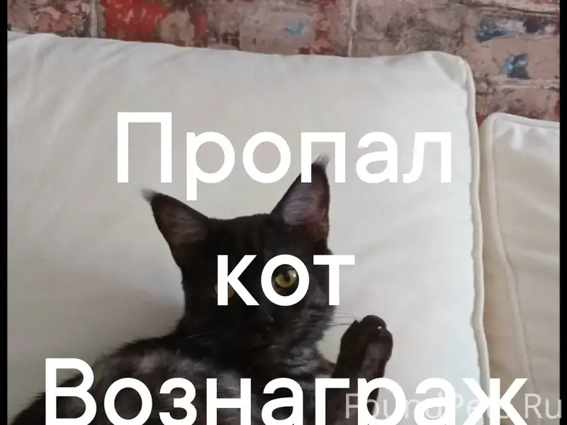 Пропал кот, Киевская 96