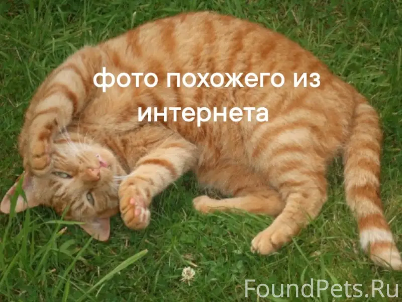 Пропал кот, рыжий полосатый, Островского, 58