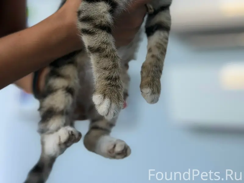 Найден котёнок, Симферополь