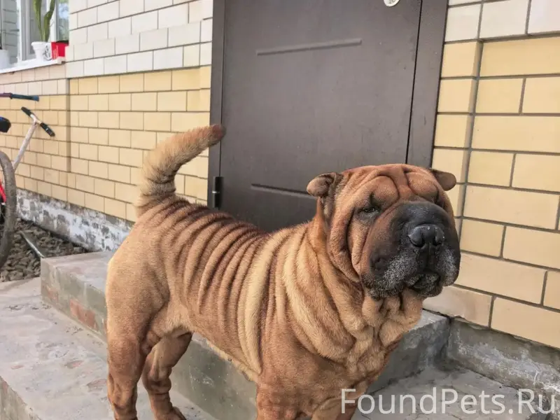 Пропал пёс, ПМК