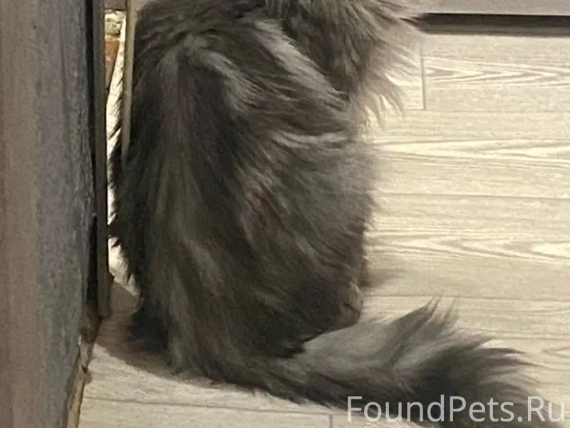 Пропала кошка, Заволжский район
