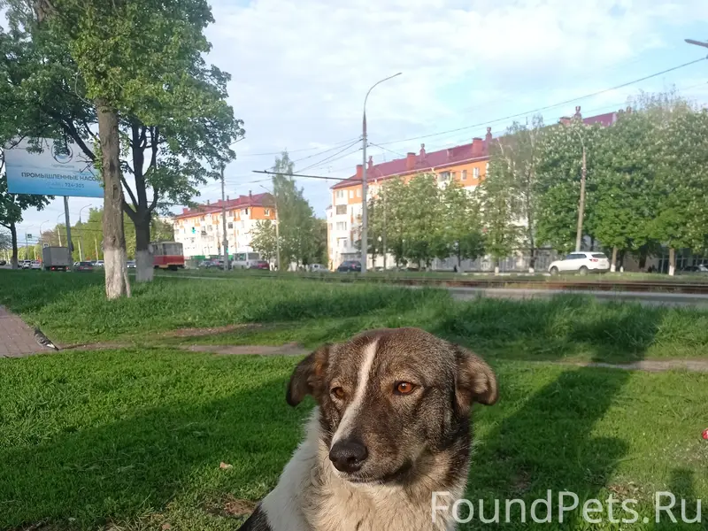 Пропала собака
