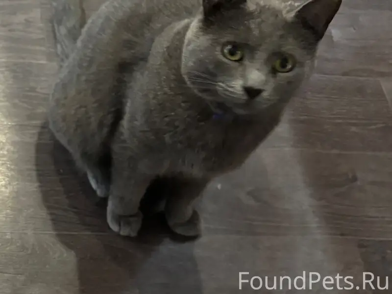 Пропал кот Костик, район дрсу
